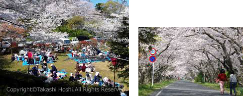 イメージ｜瀬戸川の桜